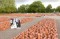 102,000 Stones at Camp Westerbork