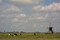 Frisian cows at Windmill Monnikenburen