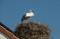 Stork nesting at Stork village Het Liesvelt