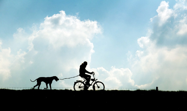 Walking the dog the Dutch way. Photo © Holland-Cycling.com