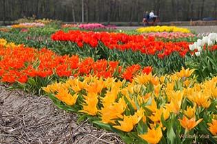 Flower Fields & Tulip Farm Bike Tour photo nr. 1