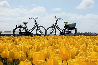 Haarlem Tulip Fields Bike Tour photo nr. 1